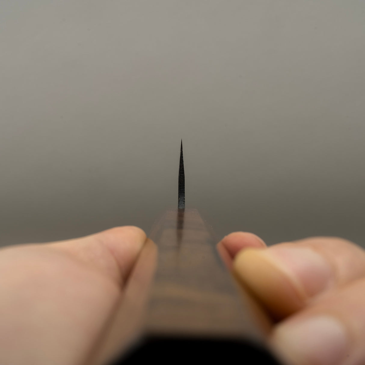 初心青鷺 藍色 2 黑內牛斗 210mm 黑色 Chacate