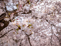 Cherry blossom on full display Sukenari Visit 2016